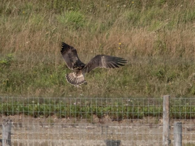 Osprey by Jeff Penfold