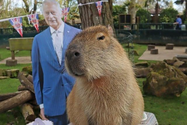 Even this Sussex capybara got involved with the celebrations!