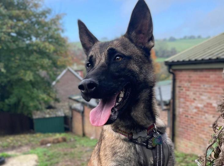 Joelle is a one-year-old female Belgian Shepherd (Malinois) at Brighton Animal Centre in Braypool Lane.