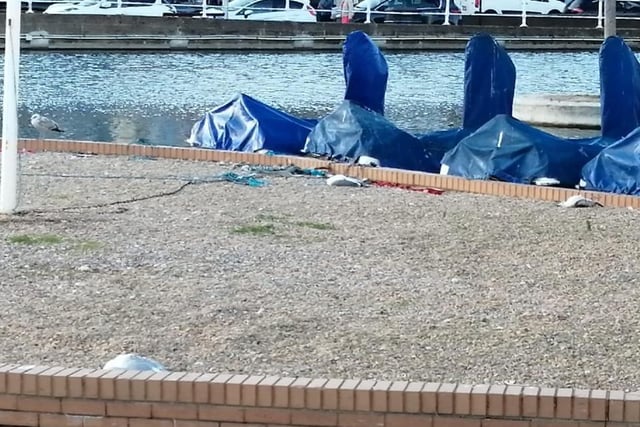 A woman from Hastings has called for ‘help’ after finding several dead seagulls in the past few weeks, and is concerned that somebody may be ‘shooting or poisoning’ the birds.