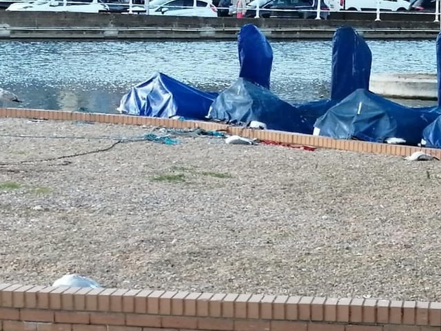 A woman from Hastings has called for ‘help’ after finding several dead seagulls in the past few weeks, and is concerned that somebody may be ‘shooting or poisoning’ the birds.