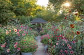 Autumn cutting garden with shed. Dahlia 'Night Silence' and 'Adam's Choice', Amaranthus caudatus and Helianthus annuus 'Claret' and check id. Cuphea 'Sweet Talk Deep Pink' in zinc dolly tub. On left Dahlia 'Jonathan Buckley', 'Molly Raven' and 'Labyrinth' with 'Blue Bayou' beyond.