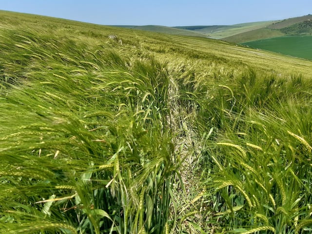 I was then taken through a field of wheat