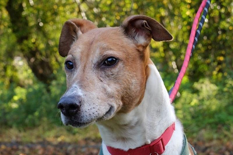 Lenny is a lurcher who has proved a great companion on his regular foster breaks. He loves all people and is a gentle soul. He walks with slack leads and rarely pulls. He enjoys nothing more than lying around surrounded by people. He is opportunistic when it comes to food.