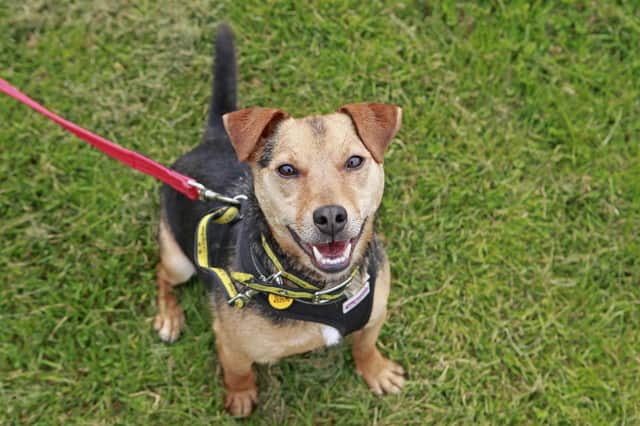 Meet Freddie – a charismatic Terrier cross at Dogs Trust Shoreham who is looking for a new home.