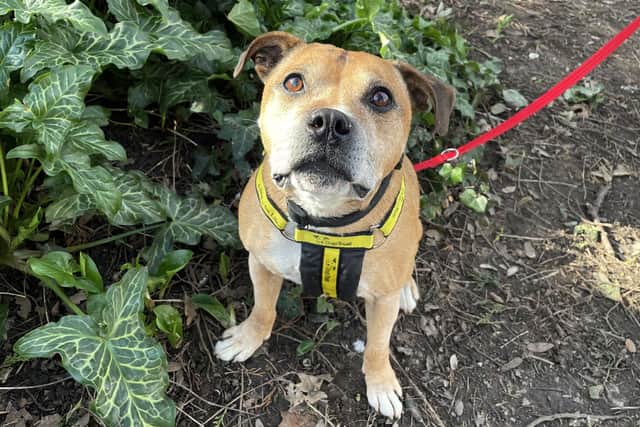 Meet Cooper – a ‘cheeky’ senior Staffie who is looking for a new home.