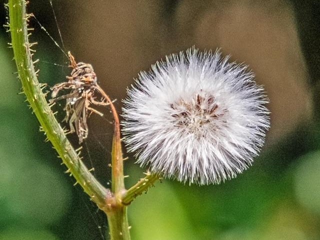 Wildlife in Combe Valley Country Park