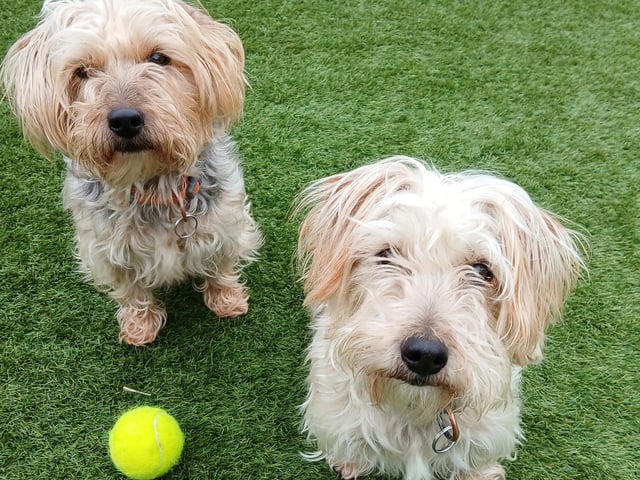 Boss and Blue are a pair of brothers who are best described as friendly and affectionate. The pair have lovely temperaments and are usually happy to meet other dogs, but will bark if they feel intimidated. Wadars said the pair are also quite strong on the lead for their size, so they will need someone who can give them some training. Boss and Blue are not used to being around cats but might suit an adult-only home, or one with older children.