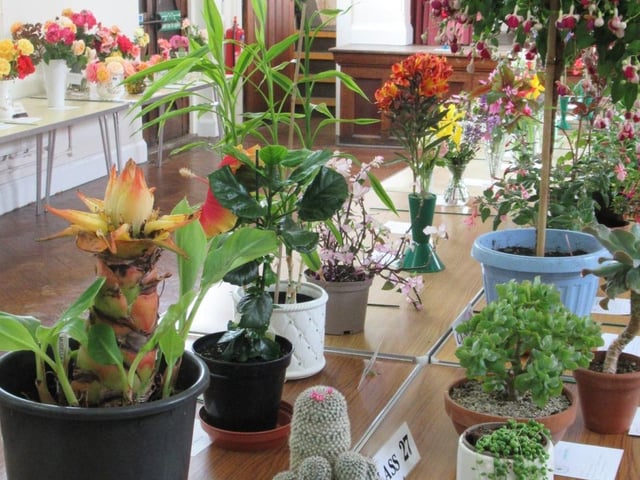 Beautiful roses were displayed alongside sweet peas, delphiniums, vases of mixed flowers, pot grown fuchsias, orchids, cacti and succulents