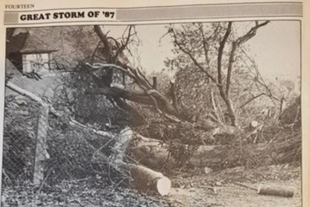 Trees down at the Manor Gardens, Bexhill
