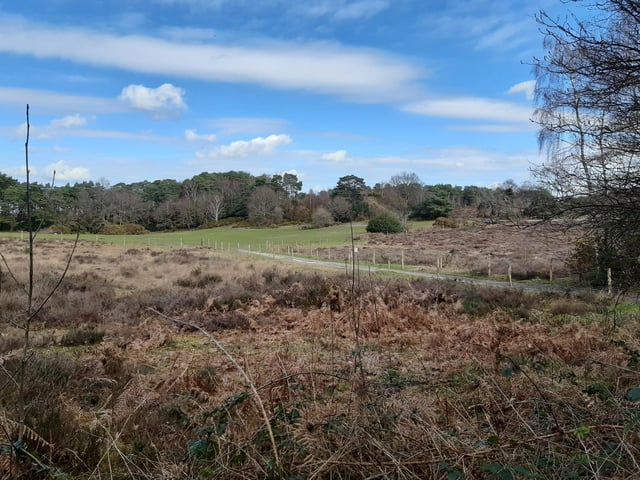Extensive heather bettle damage and drought have affected regrowth but in time, the undisturbed heath will hopefully become more attractive to ground-nesting birds like skylark and nightjar.