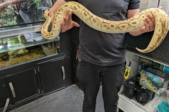 One of the snakes found by the RSPCA