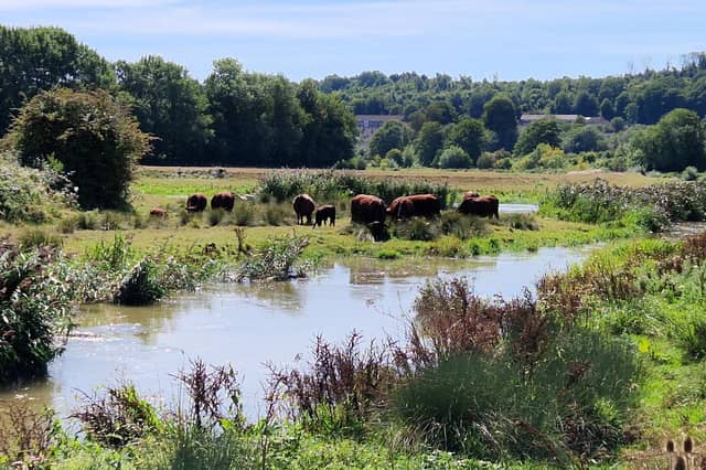 I walk the River Ouse from Harvey's to Hamsey. SR2508285. Pic Steve Robards/Nationalworld