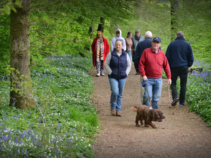 Arlington Bluebell Walk 2022 at Bates Green Farm, Tye Hill Road.