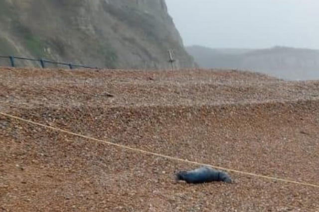 The seal on the beach at Rock-a-Nore, Hastings, this week.