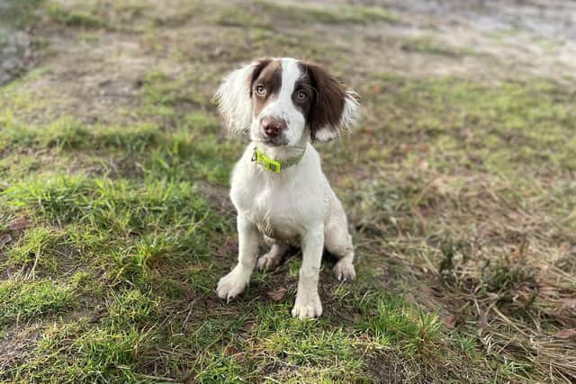 Four-and-a-half-month-old puppy Elsie from East Grinstead loves collecting litter
