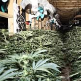 The cannabis farm was discovered by police officers in Riverside Industrial Estate, Bridge Road, on Friday, January 12