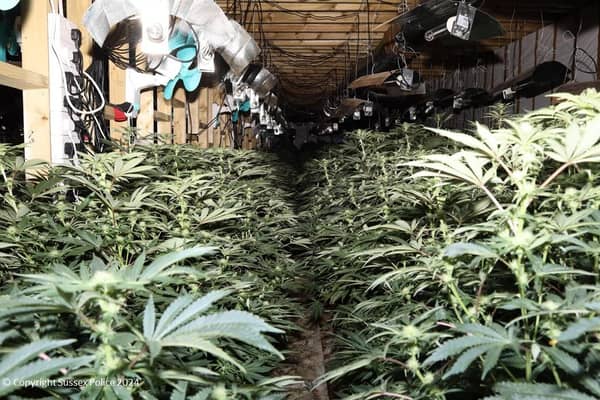 The cannabis farm was discovered by police officers in Riverside Industrial Estate, Bridge Road, on Friday, January 12