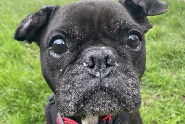 Daisy May is a sweet, friendly girl who enjoys fuss and attention and walks well on the lead. She would enjoy a garden to potter in and likes her walks but does not want to venture too far! Daisy May is a new arrival - the RSPCA will release more information once she's assessed.