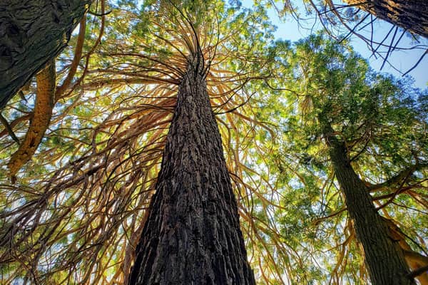 The world's largest trees - giant redwoods - are thriving in Sussex, according to a new study.