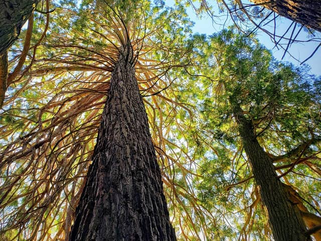The world's largest trees - giant redwoods - are thriving in Sussex, according to a new study.