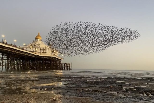Starling murmurations in Eastbourne (photo by @chalkhorsemusic)