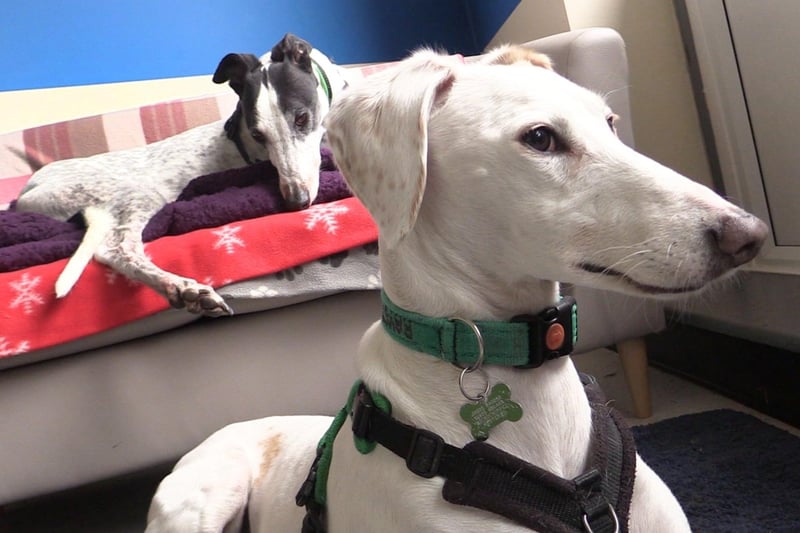 Elsie And Proki are two of the dogs at Raystede currently looking for homes.