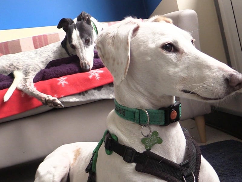 Elsie And Proki are two of the dogs at Raystede currently looking for homes.