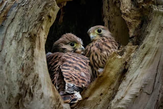 Young kestrels in the South Downs National Park