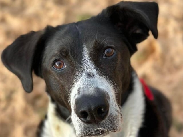 Mia is a very sweet, friendly girl who loves everyone she meets. The RSPCA has said she is a happy, cheeky soul who is ready to settle down with a loving family. Mia is looking for experienced owners who are around most of the day, and any children in her home must be over 16 years old. She cannot live with other pets due to her predatory instincts. She has previously has issues with lunging at traffic, other animals and wildlife. Due to this she will need a home in a quiet area to help train around this. Mia is currently undergoing training to help with her rehabilitation, and this will need to be continued in a home for her to succeed.