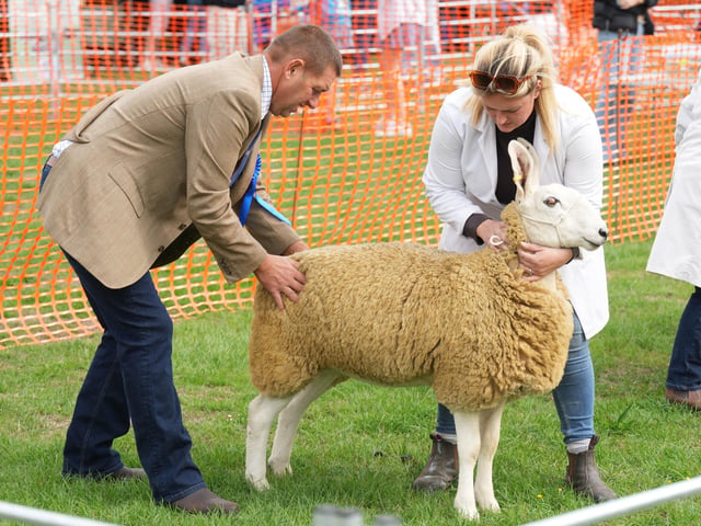 Findon Sheep Fair 2026
