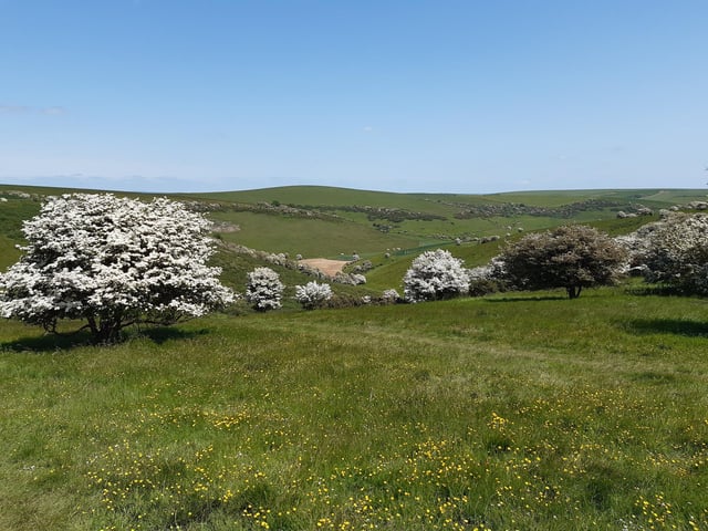 May Blossom in the South Downs National Park at Castle Hill Nature Reserve on June 5, 2023