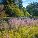 Wakehurst American Prairie Sept 2023, Visual Air (Image:) RBG Kew