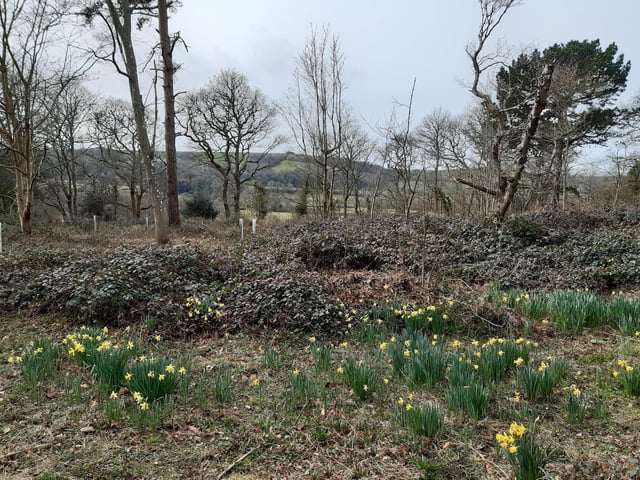 Another extremely popular walk has been my trip to Sandgate Park, where you can cross some 'fairy bridges'. Search for West Sussex walk: Warren Hill - Sleepy Hollow - The Sanctuary - Sandgate Park nature walk with photos and videos to guide you