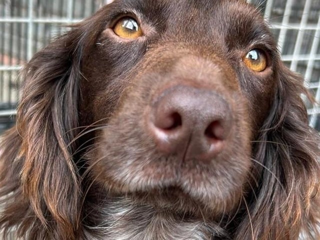 Chewy is looking for an active home with at least one other dog where he can get the exercise and mental stimulation that his breed needs. He needs canine companionship as he will not settle without having that security. Arundawn has said he is very sweet but has not been tested with children so can only be rehomed with teenagers or adults. He has not been tested with cats.