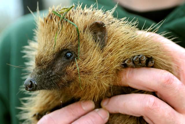 Sussex Wildlife Trust has released a guide to helping birds, hedgehogs, frogs and other animals during the August heatwave. Picture: Steve Robards
