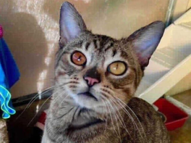 Frodo- Domestic Shorthair crossbreed- Millbrook Animal Centre