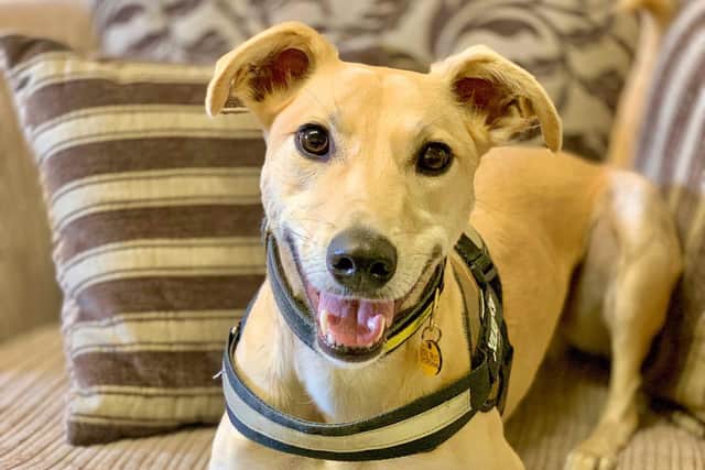 Harry, a lurcher at Dogs Trust Shoreham, is looking for a new home.