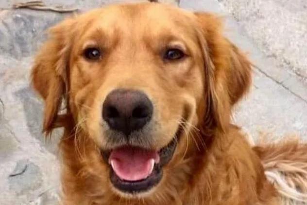 Albie was hit so hard that he was knocked unconscious. Happy Paws was asked to help and he received medical treatment. He’s now with a family who loves him.