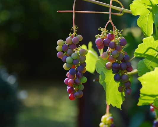 Sussex remains the hotspot for English wine production hosting dozens of vineyards