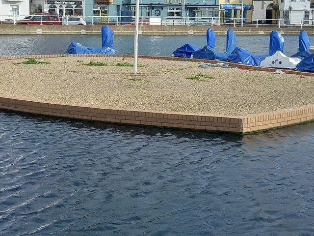 A woman from Hastings has called for ‘help’ after finding several dead seagulls in the past few weeks, and is concerned that somebody may be ‘shooting or poisoning’ the birds.
