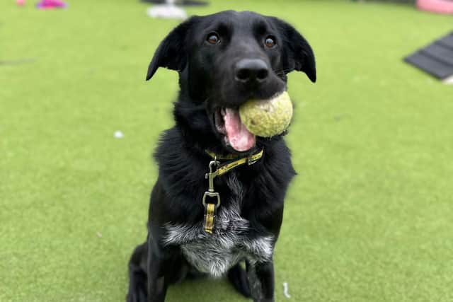 Meet Arlo – a charismatic Collie cross Labrador who is looking for a new home.