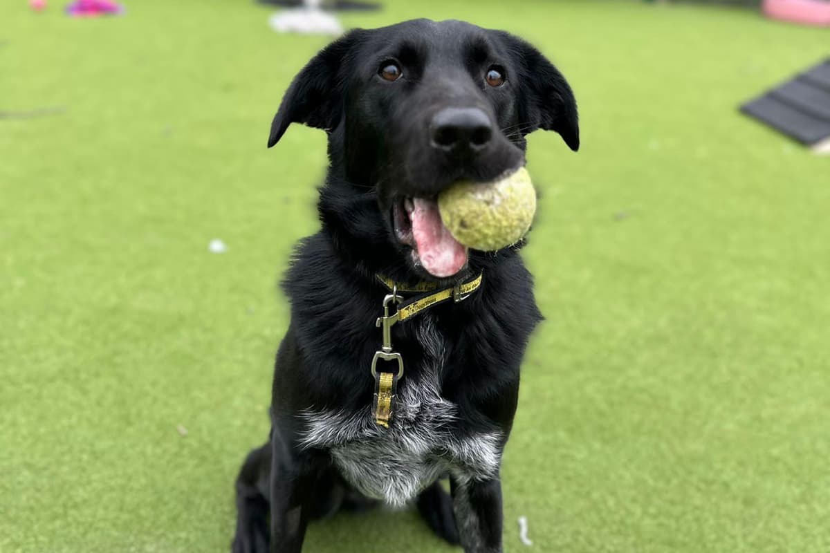 Cross Labrador Dogs for adoption in Sussex: This adorable Collie cross Labrador is ...