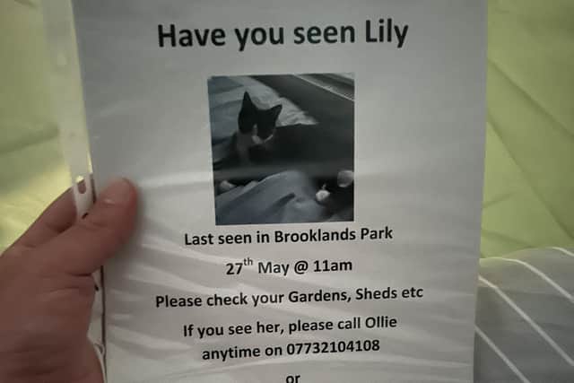 If you see Lily, please call Ollie on 077321 04108 or Cats Protection on 01903 200332, extension 3.