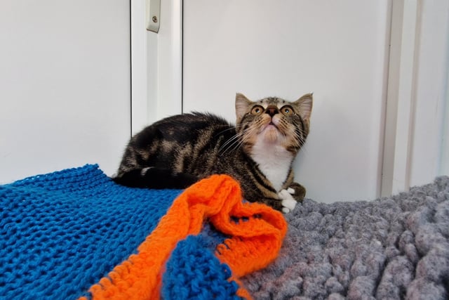 "Wilma (pictured) and Walli are a shy pair of youngsters. They would enjoy a calm home to be able to  themselves as they are a little shy. They would definitely benefit from direct access to a garden to enjoy."