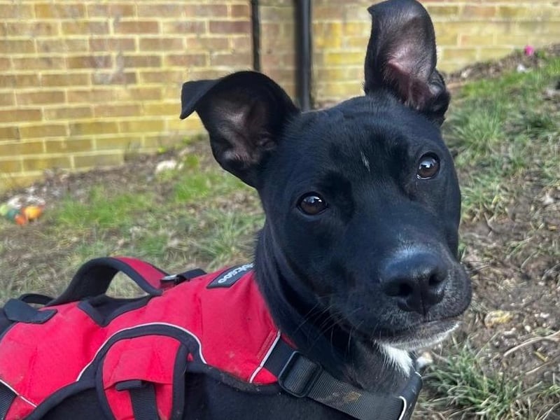 Digger was rescued from a house fire and was a very poorly boy to begin with, the RSPCA said. However, he has now recovered well. Digger is a lively affectionate pup, who loves a cuddle and a play. He didn’t have the best start in life and has sadly already had multiple homes  He is highly intelligent and loves to learn and explore. Digger will need his own garden and a home where he will not be left on his own for too long to begin with. This will need to be built up gradually once he has settled.