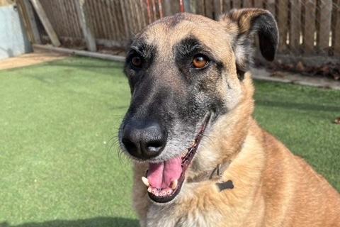 Aimee, a seven-year-old Belgian Shepherd/Malinois cross, has been at Clymping Dog Sanctuary since June 2021. Despite being described as ‘extremely loving’, the rescue is struggling to find her a home. She has separation anxiety so her new owners must be around a lot of the time, and be willing to help her with this. She cannot live with other dogs or cats, but can live with children aged over 12 years old. She will need a secure garden with fences taller than six foot as she can jump very high.
