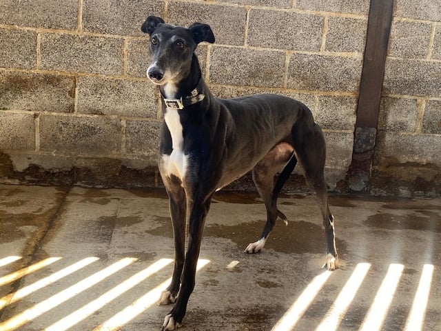 This charming girl has spent over a year in kennels, despite her lovable and playful nature. Ariana's initial shyness melts away once she gets to know you, revealing a playful and mischievous side. She yearns for a loving home where she can build her self-assurance and thrive.