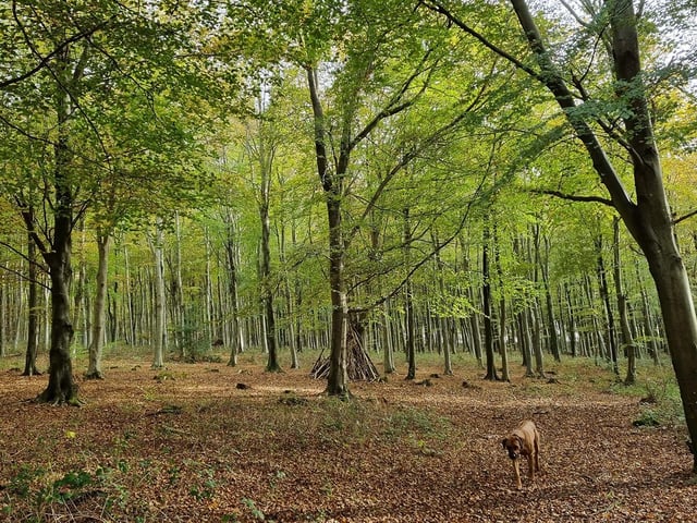 Set near the famous racecourse and stately home, this lightly wooded area offers walking paths and clearings for picnics. It’s quieter than other spots, ideal if you’re looking for a calm, shaded retreat with the scent of pine in the air.