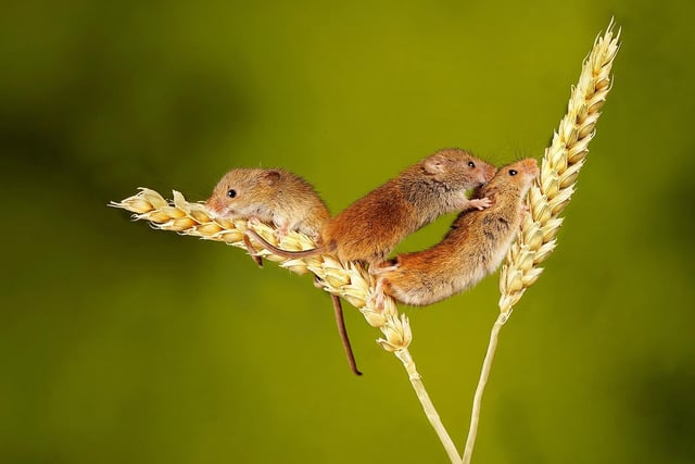 Harvest Mice by Colin Mitchell - score 18